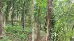4.39 ഏകർ വെട്ടുന്ന റബ്ബർ മരങ്ങൾ ഉള്ള സ്ഥലം വില്പനക്ക്