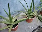 Aloevera Plants for Sale