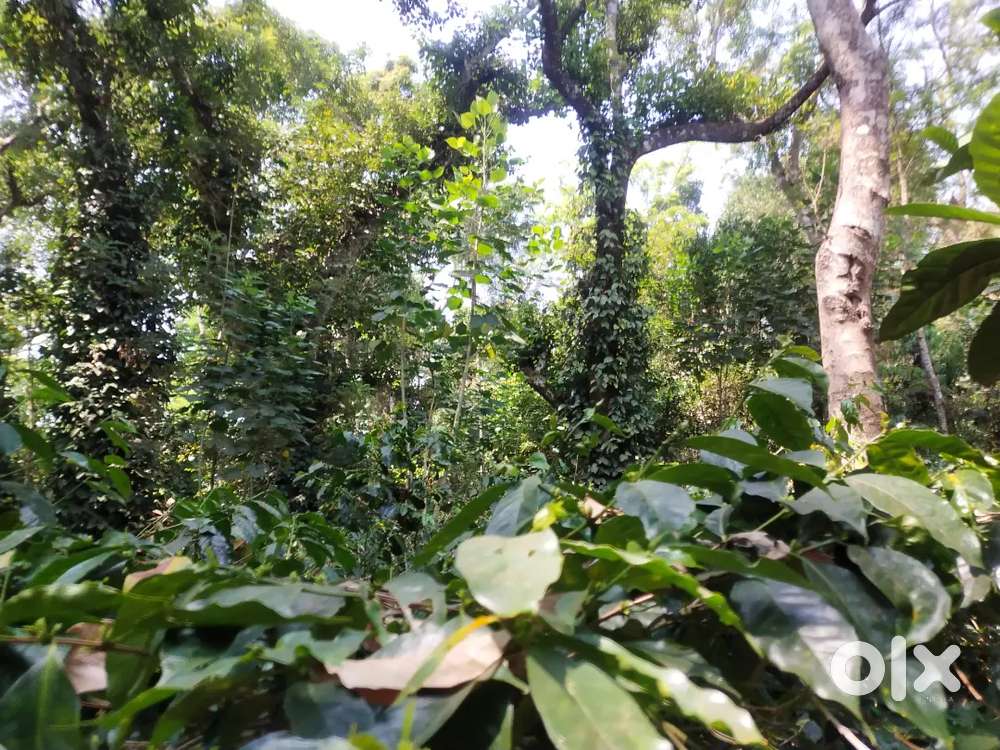Coorg coffee estate