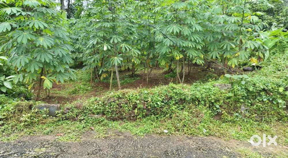 പാലായിൽ നിന്നും ഉഴവൂർ ബസ് റൂട്ടിൽ ഇടനാടിന് സമീപം