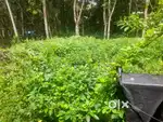 Plot area near Padanilam, Panthalam