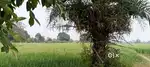 1 acre jameen