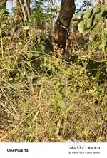 12.2 cents land for sale near to upcomming angamaly - netoor bypass
