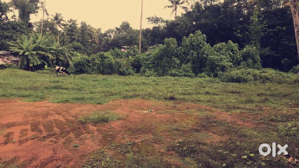 Kolenchery land for lease
