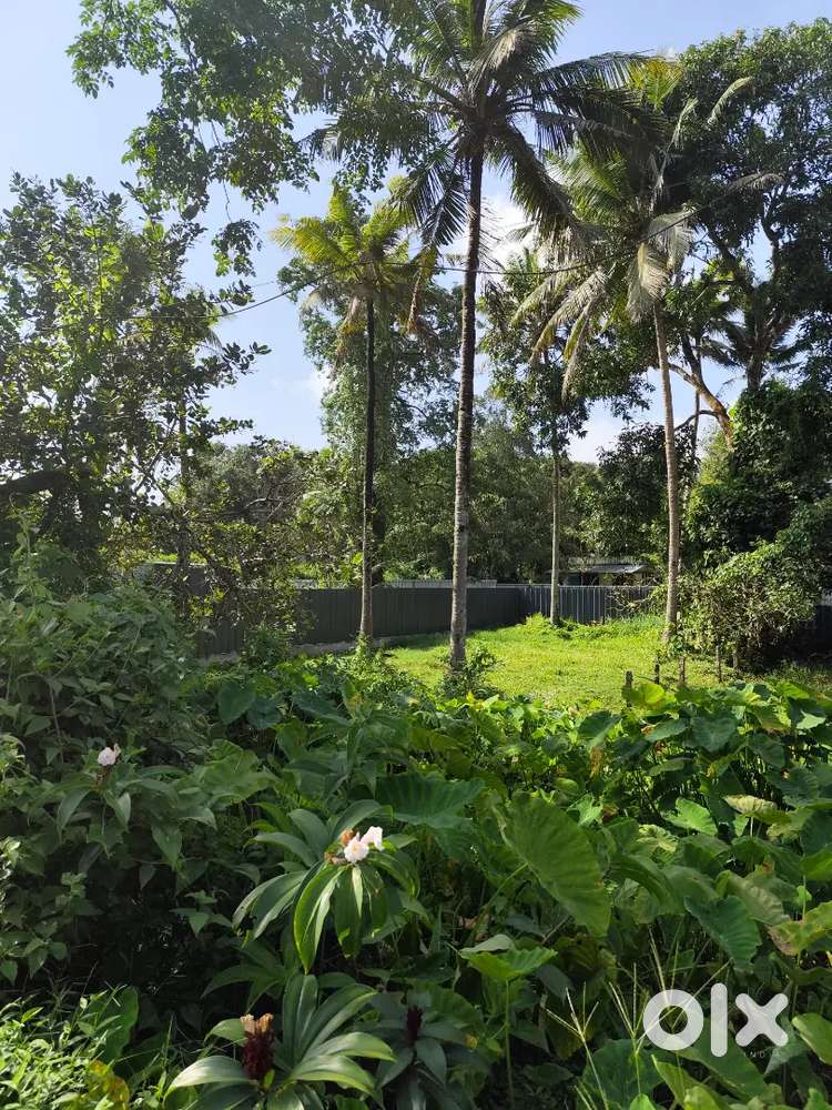 Plot For Sale in Umbernadu, Mavelikara