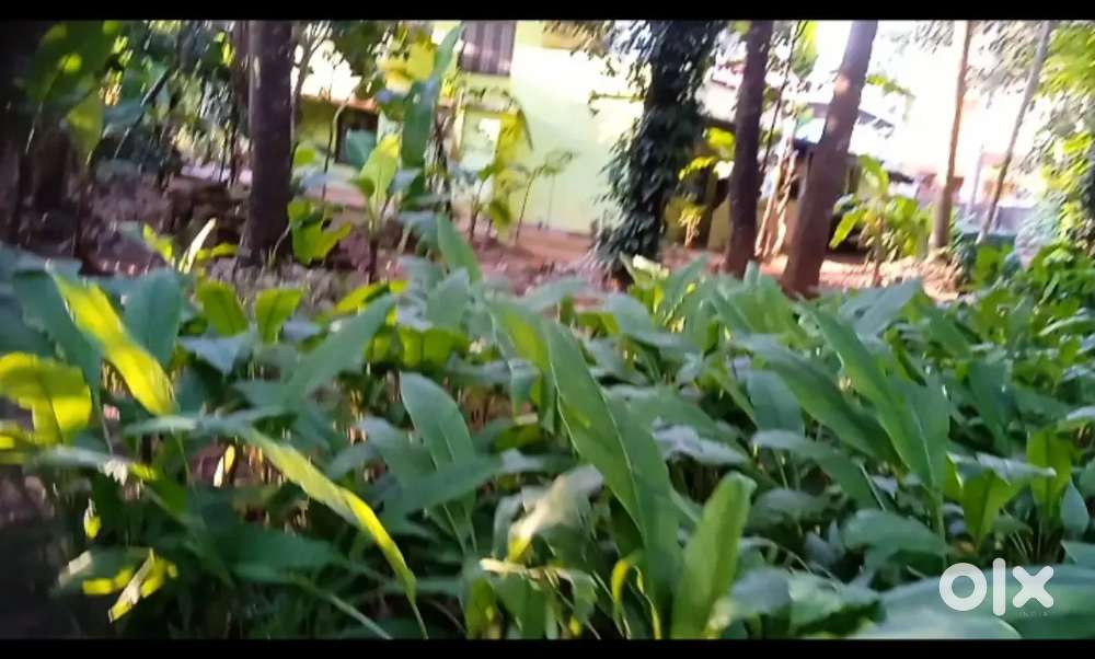 തൃശൂർ Adat 10 സെന്റ് houseplot വില്പനക്ക്