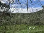 8.3 ACRE RUBBER ESTATE FOR SALE IN VALAD