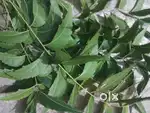 Green fresh neem leaves