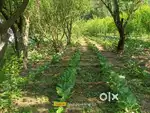 Land for sale near bajaura