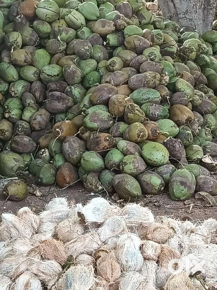 Coconut Wholesale and Retail available