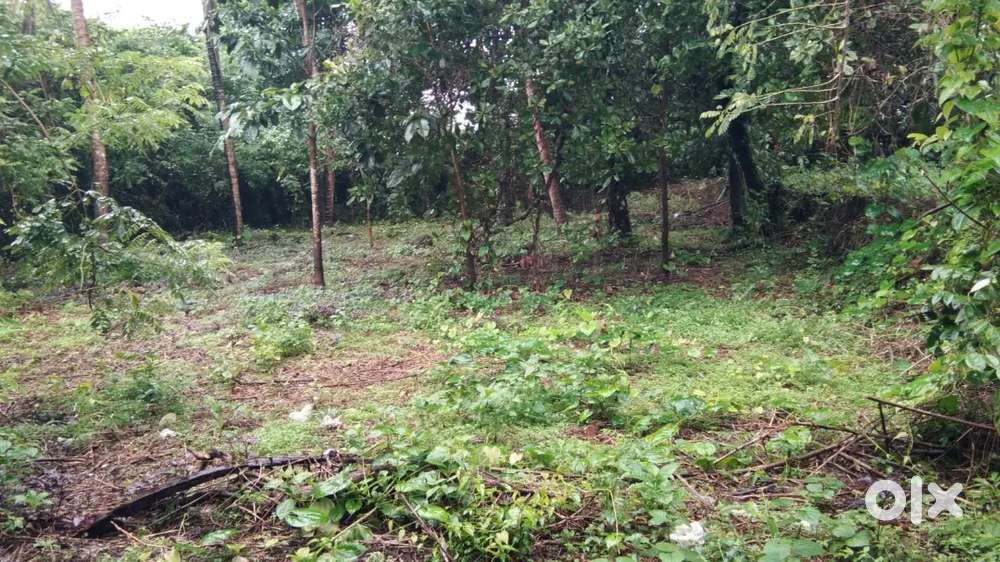 Chala, near panonneri shiva temple, 300 MTRS away from main road,