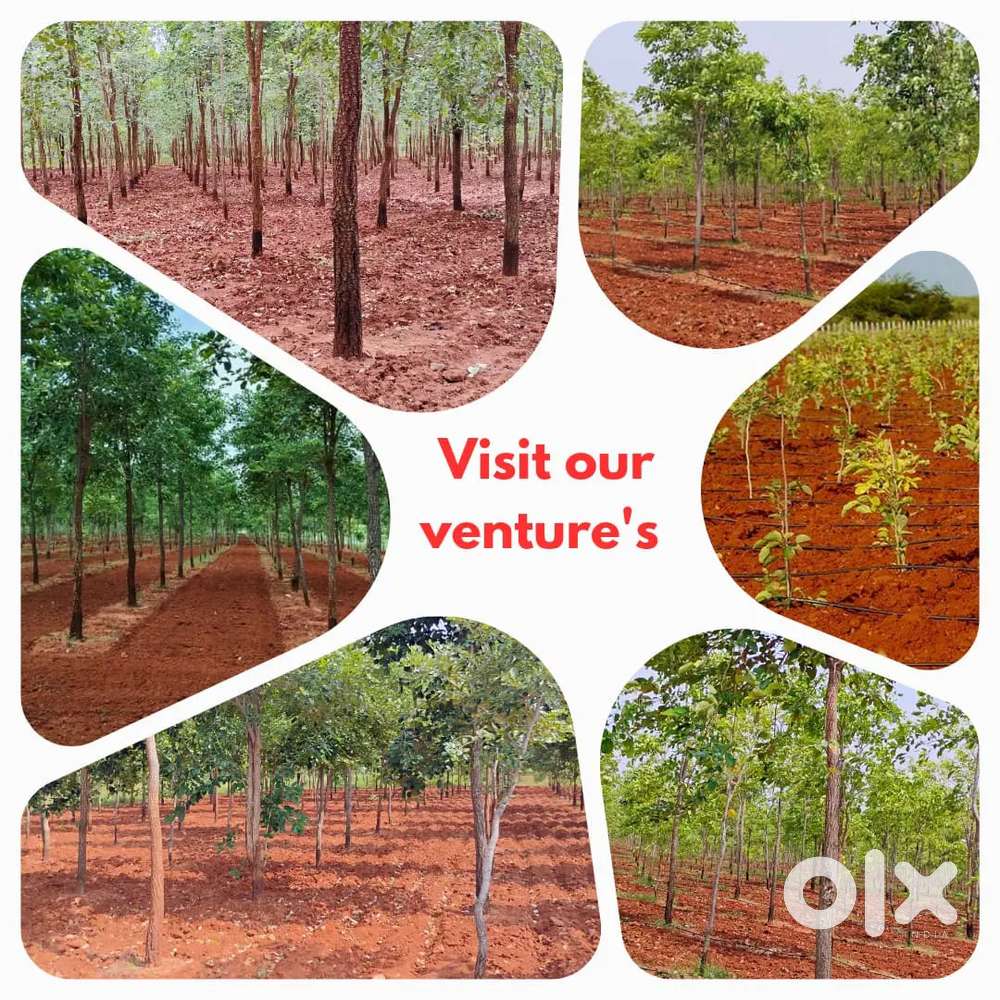 Agricultural lands (REDSANDAL Farmlands ) 33 Lakh's only