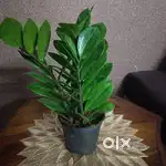 Plants for sale
