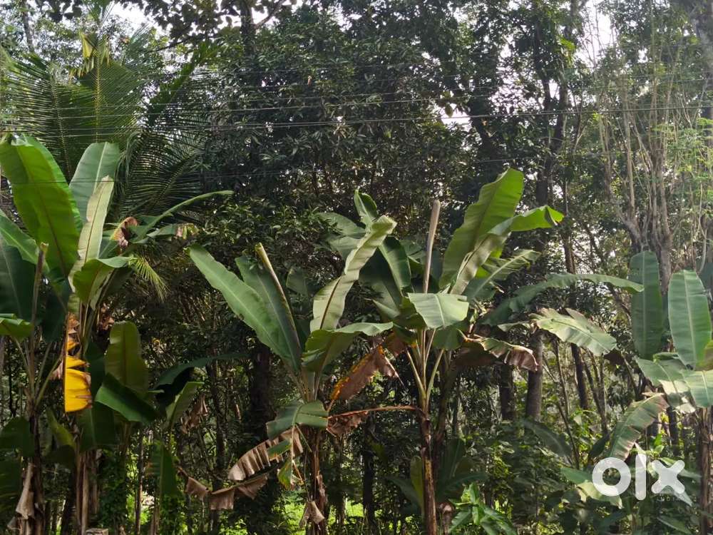 Road side propety melattumoozhy -karette road. Ettimmodu