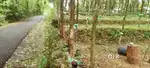 Kothamangalam chelad plot for sale