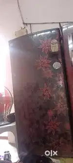 Fridg 5 years old