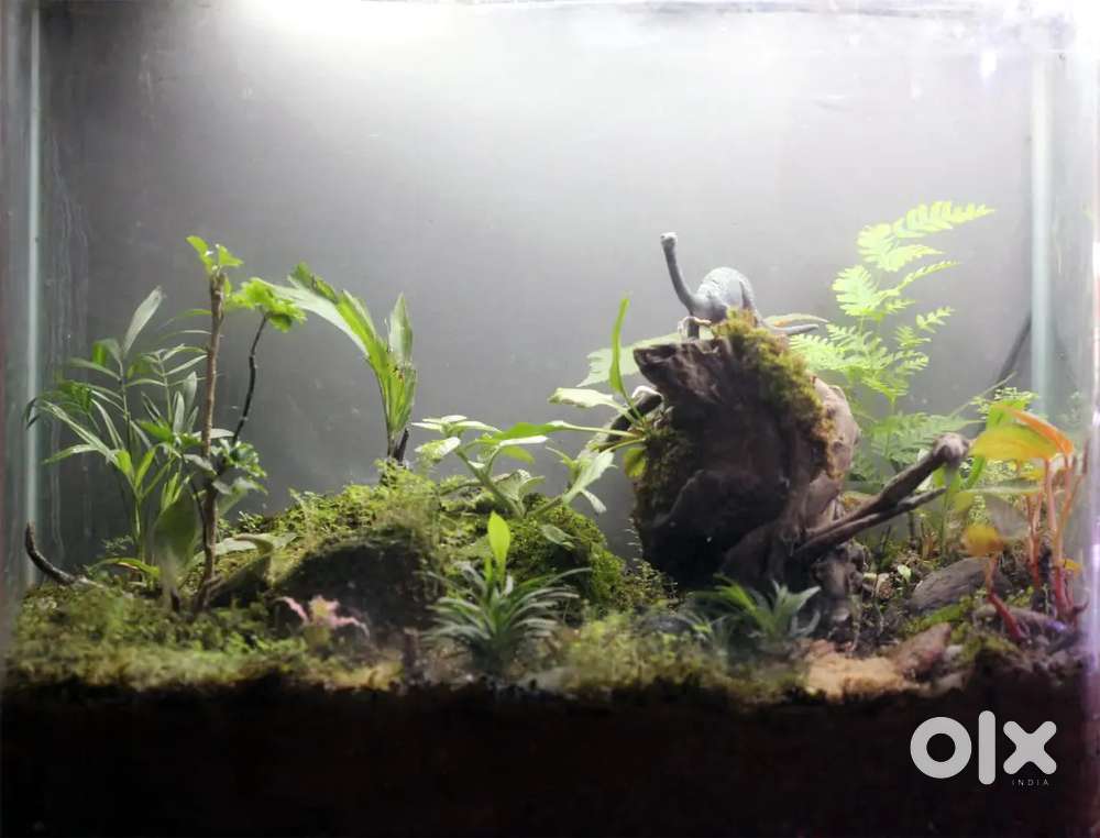 Terrarium  for sale