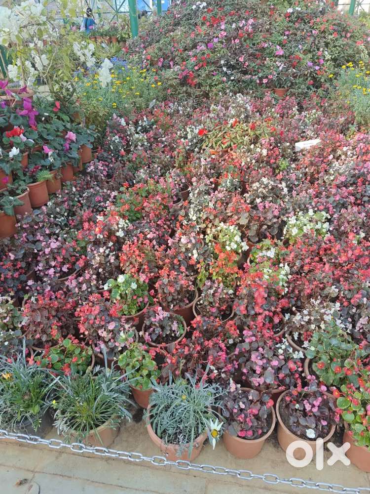 Need driver to drive In ola and uber food and accommodation provided