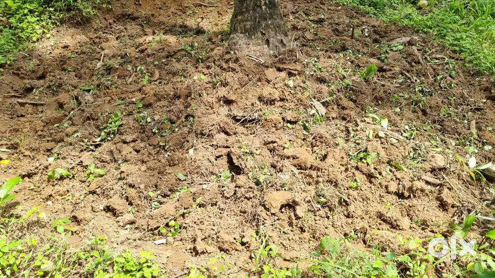 11cent residential plot. 1km far from kadiyangad town