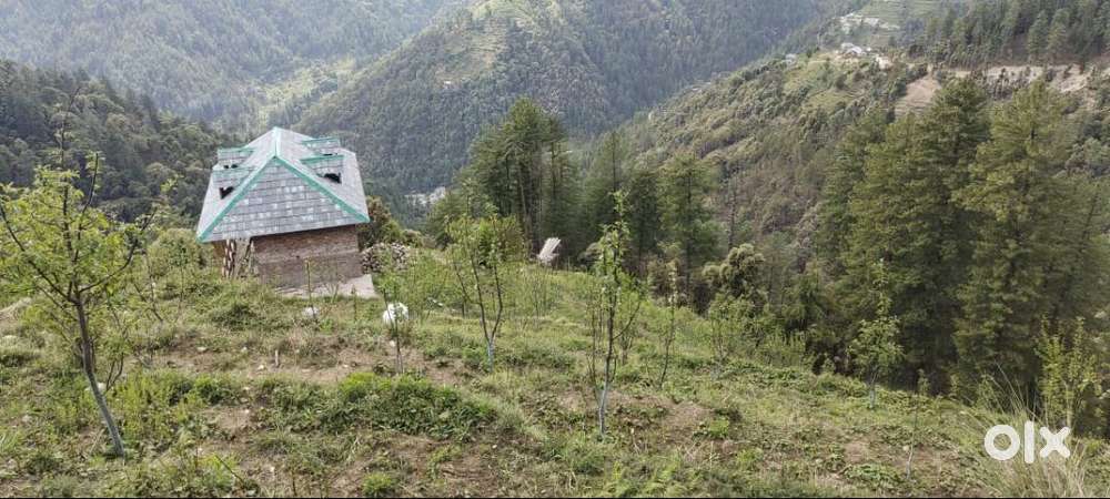 sell 7 bigha orchard at karsog shikari devi road