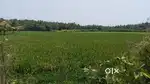 1 Acre Rice field for sale at mulikipalli on the way to gudapalli