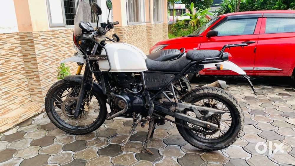 Himalayan bs3 / snow white