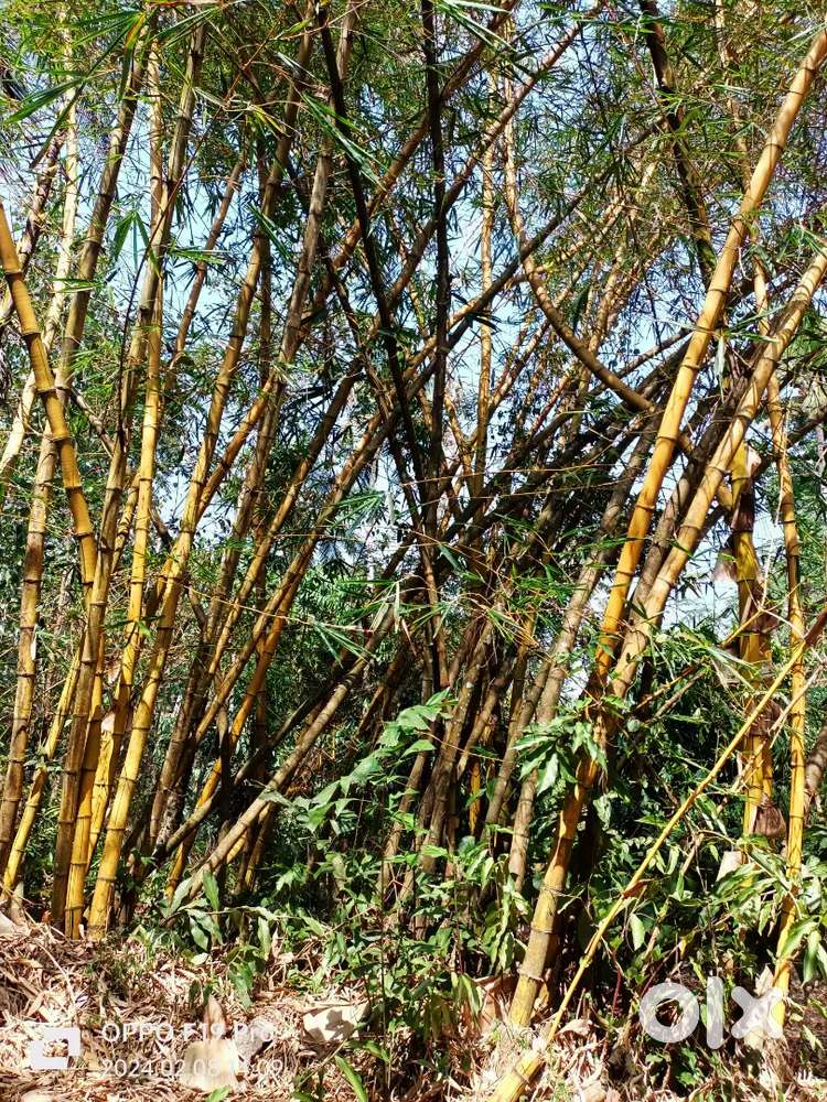 മുളകൾ വില്പനക്ക്