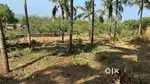 P-00850 Plot For Sale In Mavungal, Kasargod