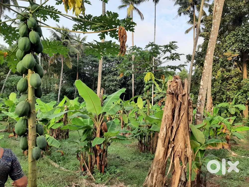 75 cent Land Kodannur Thrissur