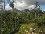 6 Acre Plantation Land for Sale – Aldur, Hangaravally (Chikkamagaluru