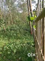 1 acre 20 cents plot with compound wall, rubber trees cheeranchira