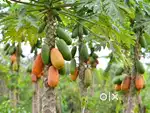 Papaya whole sale market order are taking