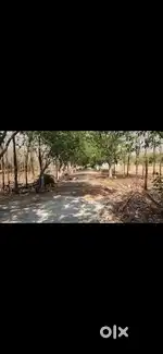 Plot with 8 years old sandlewood trees, 100*2