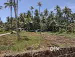 Residential area plot with coconut trees
