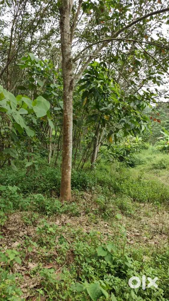 KOOTHATTUKULAM Monippally 7 acre for sale