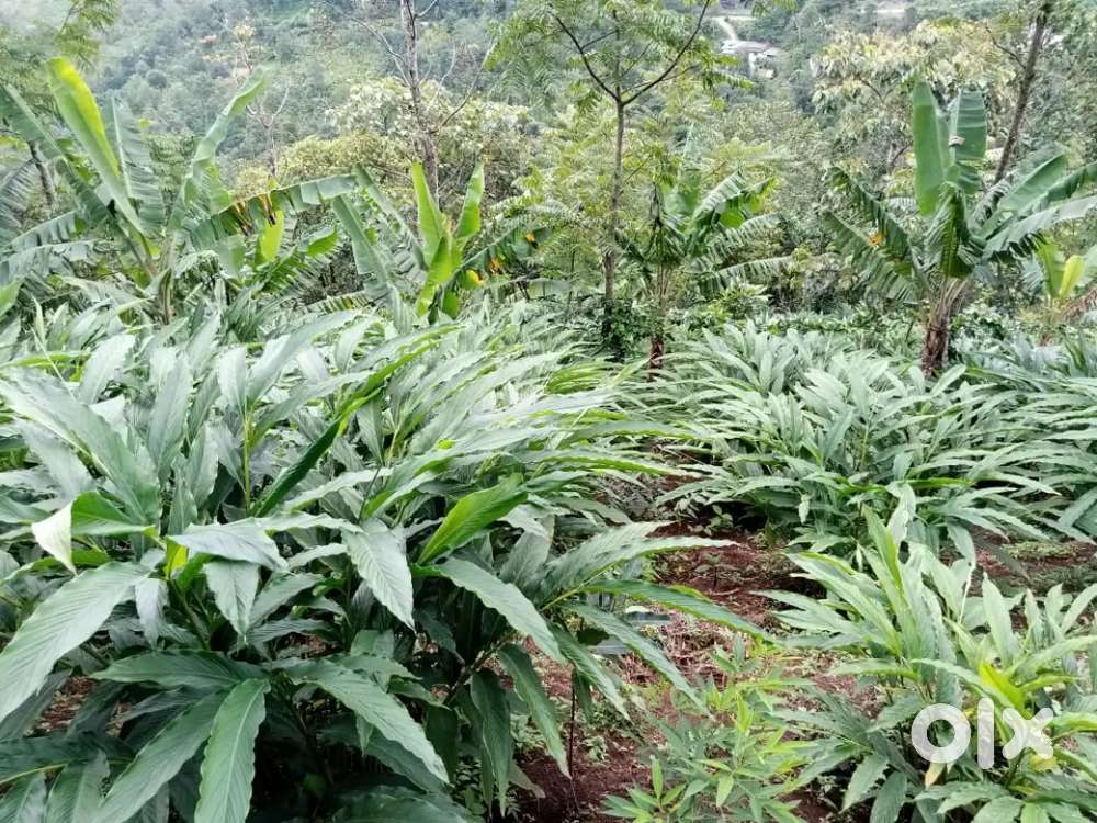 Near to Vagamon, 3 acre of pattayam land