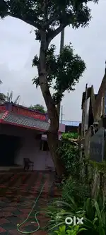 pettah pallimukku 6.5 cent 3bhk house