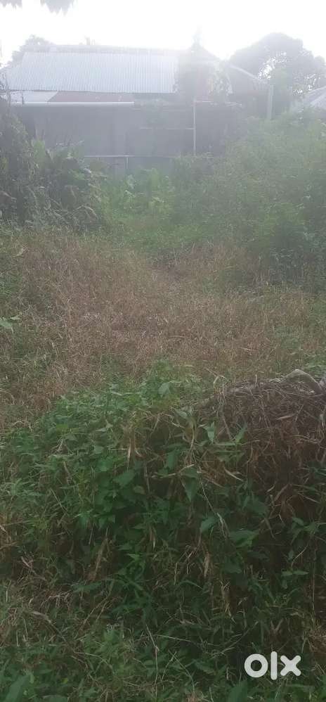 1gonda 1kora jaga brikrie Kora hoy ba