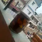 Tasty sour Mango pickel