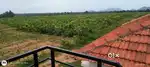 RED SANDAL FORM LAND 100 SQYDS @ 6 LAKHS