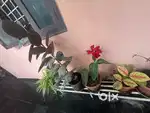 Indoor and outdoor plants (selling in bulk)