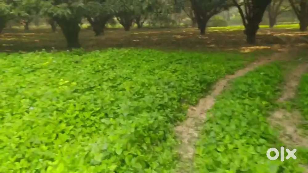 खेती वाला कोई जमीन देख रहा है तो फार्मिंग के लिए जमीन बेस्ट है