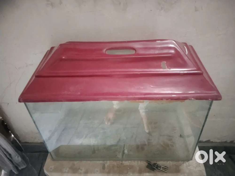 Fish Aquarium
