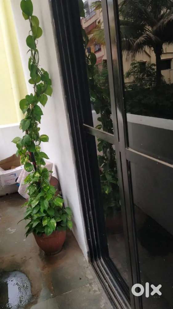 Need 2 females flatmates for hall vacancy for 5000 per head