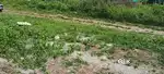 8 Cent Land For Sale Nedaji Alapuzha