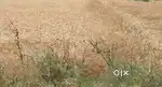 Bihta Sarmera Road bajitpur 804453 near jatdumari hult se pahchim