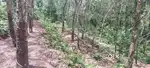 1 Acre Rubber Plot for sale in panavoor