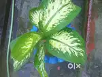 Flower pot or planter