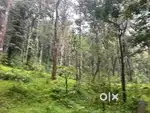 Mudigere, Chikkamgaluru - 15-acre land for sale,