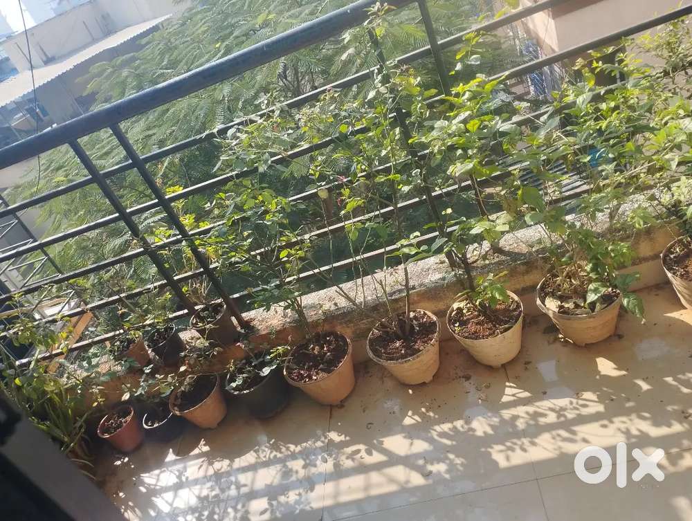 Urgently required roommate(female)